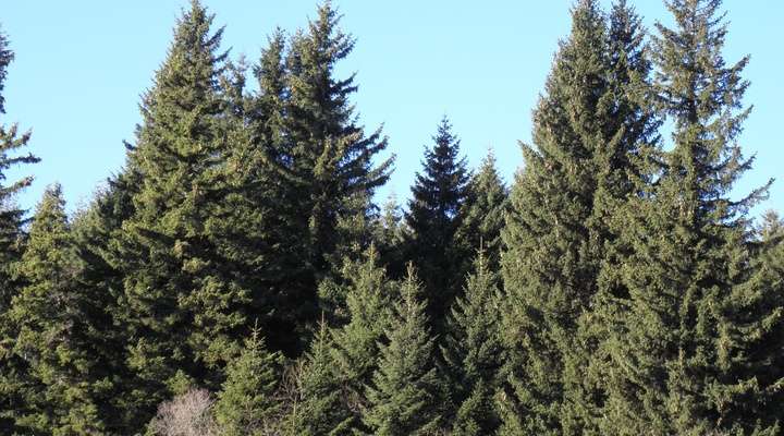 Vitosha Nationaal Park