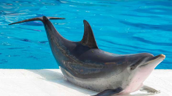 Sea World