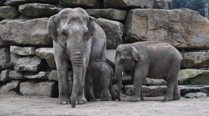 Wildlands Adventure Zoo Emmen