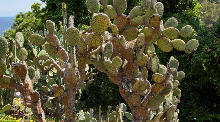 Jardi Botanic Pinya de Rosa