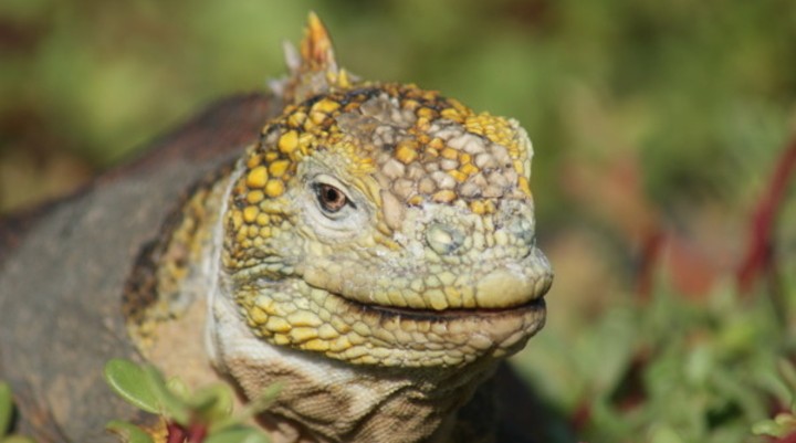 Galápagos Eilanden