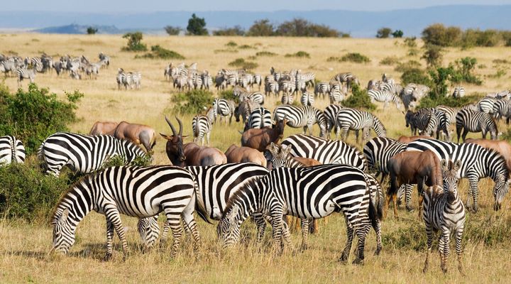 De Grote Trek in Masai Mara