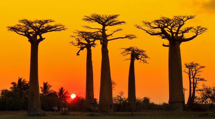 Baobab bomen in Madagaskar
