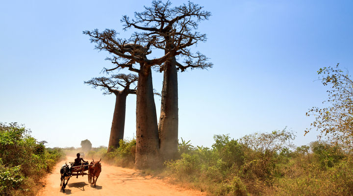 Het prachtige Madagaskar