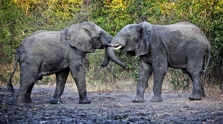 Wildlife spotten in Malawi