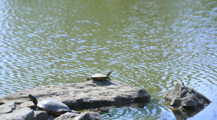 Galibi Reisbureau Reisgraag.nl