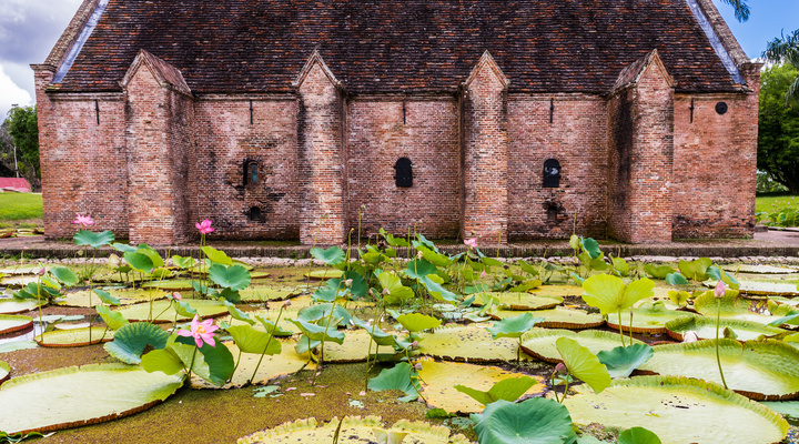 Lily Pad-moeras in Nieuw Amsterdam, Suriname