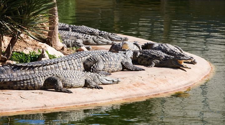 Phuket Zoo