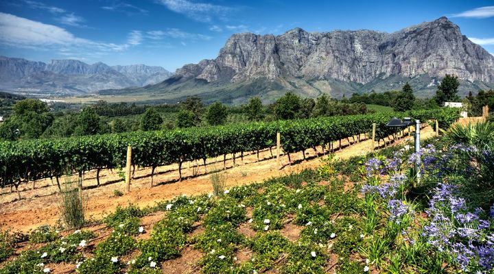 Wijngaarden Stellenbosch