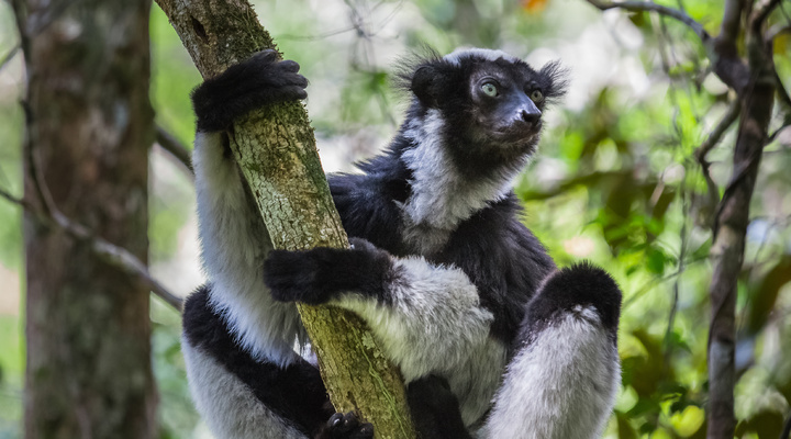 Madagaskar