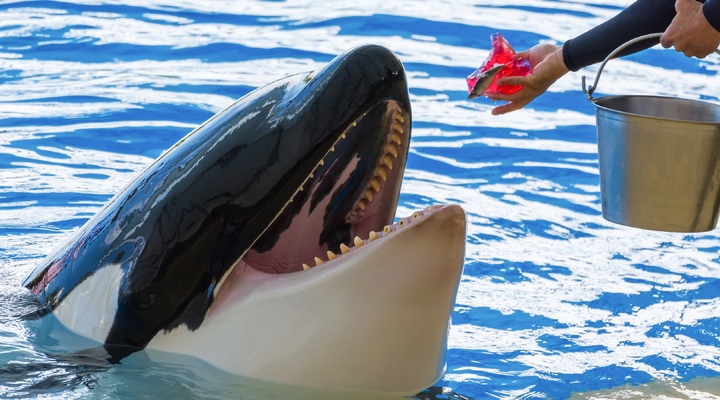 Orka-attracties worden geschrapt bij Thomas Cook