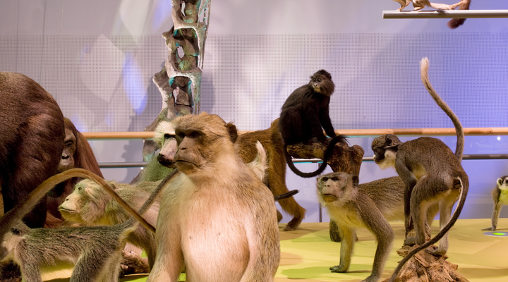 Het Naturalis Biodiversity Center