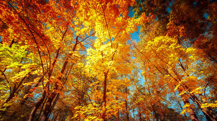 De kleuren van de Indian Summer